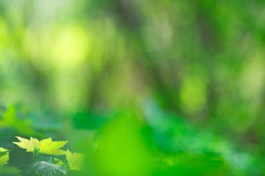 Yeşil bahar yaprakları