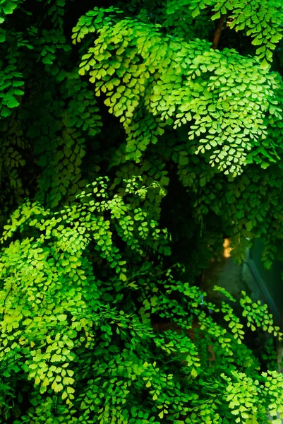 Haarmos fern — Stockfoto