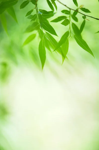 Frische Blätter — Stockfoto