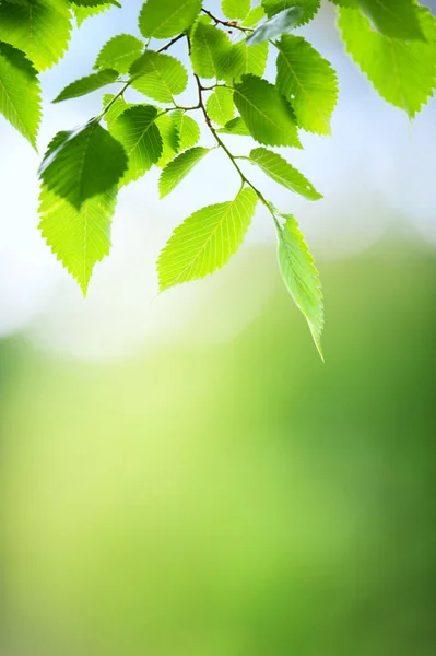 Frische und grüne Ulmenblätter — Stockfoto