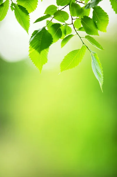 Frische und grüne Ulmenblätter — Stockfoto