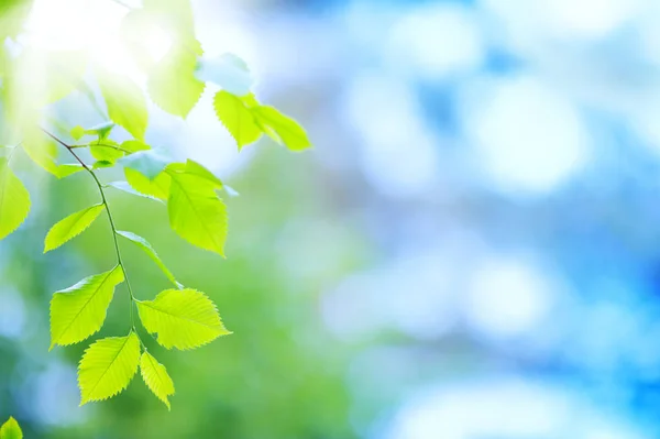 Frische und grüne Ulmenblätter — Stockfoto
