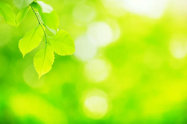 Frische und grüne Ulmenblätter — Stockfoto
