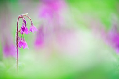 Bahçede Alpin çan çiçek