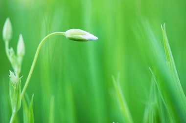 Büyük stitchwort çiçek tomurcuk