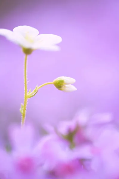 Біла квітка в саду — стокове фото