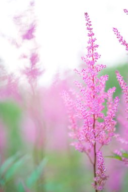 pembe astilbe çiçekler