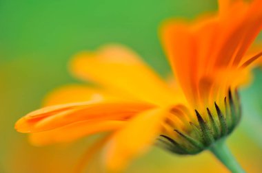 Common marigold flower in the garden clipart