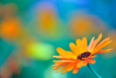 Ortak kadife çiçeği Calendula officinalis Çiçek bahçesinde