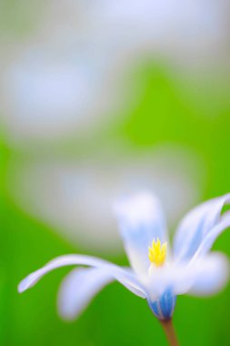 Baharda Scilla Luciliae çiçekleri