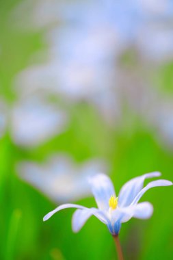 Scilla luciliae flowers in springtime clipart