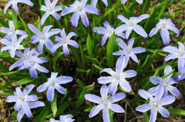 Scilla luciliae flowers in early spring clipart