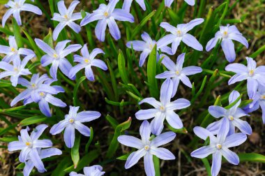 Scilla luciliae çiçekler erken Bahar