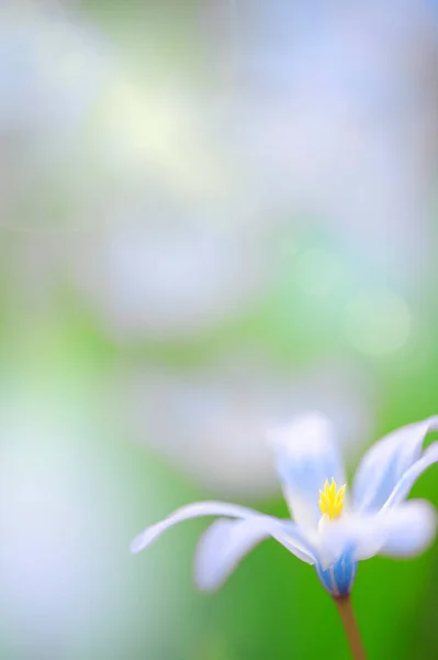 Квіти зірочки в весняний час — стокове фото