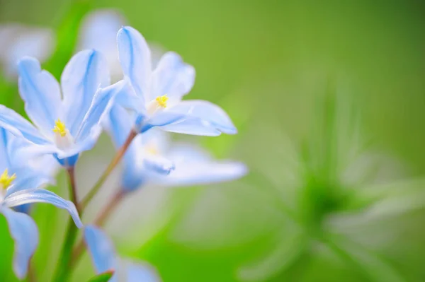 Baharda Scilla Luciliae çiçekleri