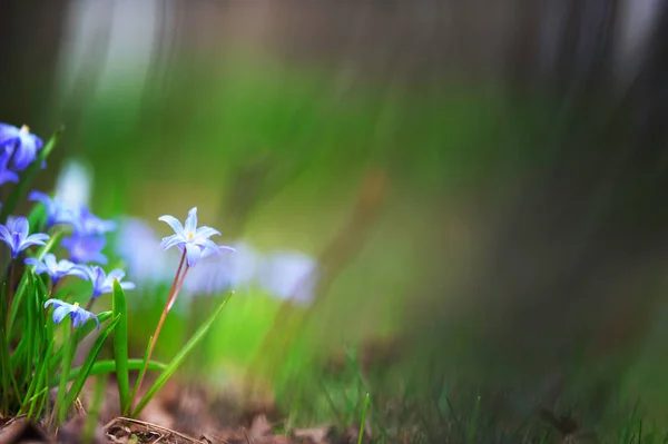 Scilla luciliae blommor i skogen golvet under våren — Stockfoto