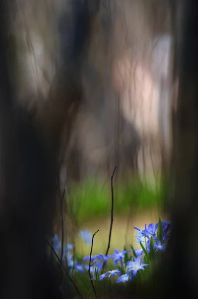 Scilla luciliae Orman zeminine ilkbaharda çiçeklenir — Stok fotoğraf