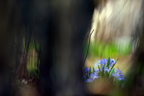 Scilla luciliae fiori nel fondo della foresta in primavera — Foto Stock