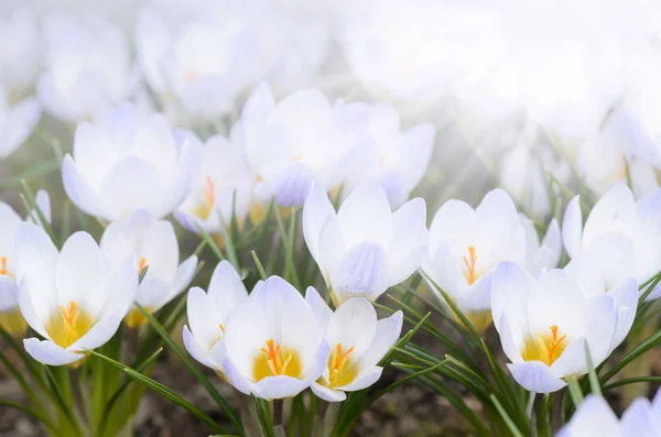 Flores de crocodilo no início da primavera — Fotografia de Stock