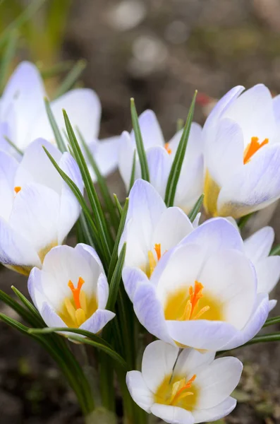 Crocus chrysanthus ���Blue Pearl��� flowers in early spring