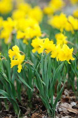 Bahçedeki sarı nergisler