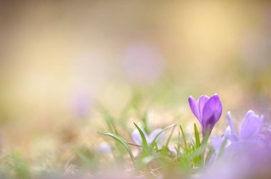 Erken baharda bitkisi çiçeği