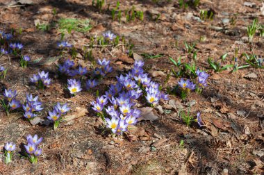 Erken baharda bitkisi çiçeği