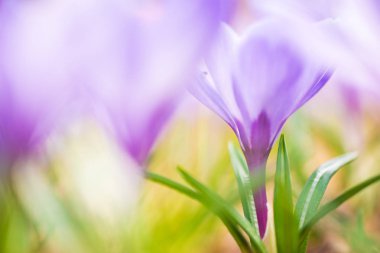 Spring crocuses, Crocus Vernus anma, bahçede.