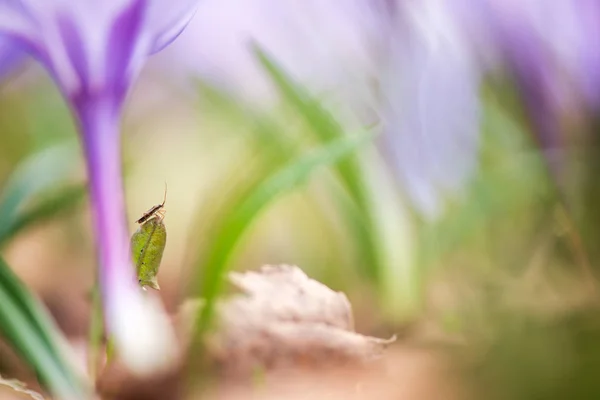 Bug assassino sotto crochi — Foto Stock