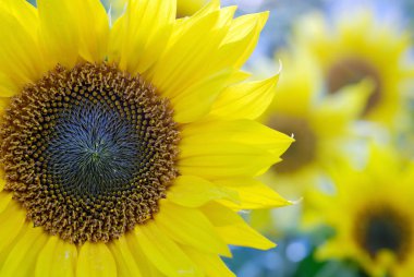 Çayırda ayçiçeği