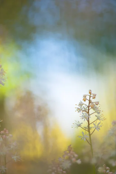 Fiori di schiuma (Tiarella cordifolia ) — Foto Stock