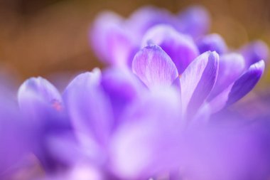 Erken bahar Crocus vernus Anıları