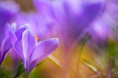 Erken bahar Crocus vernus Anıları
