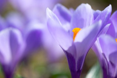 Erken bahar Crocus vernus Anıları