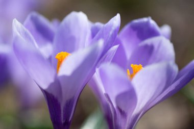 Erken bahar Crocus vernus Anıları
