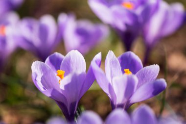 Erken bahar Crocus vernus Anıları