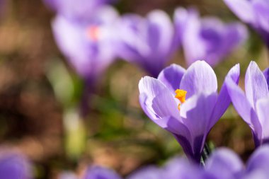 Erken bahar Crocus vernus Anıları