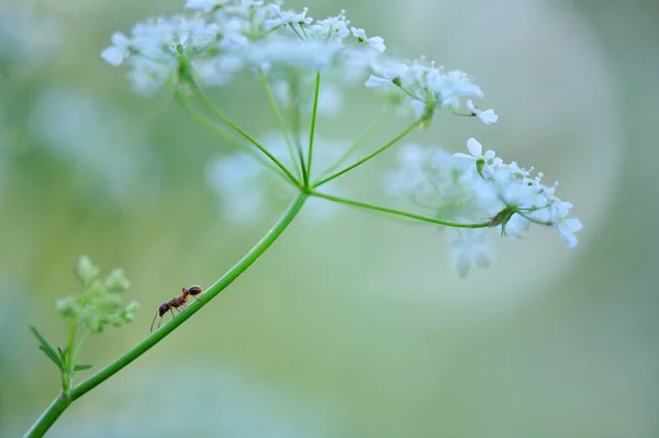 Ant crawling across cow parsley — Stock Photo, Image