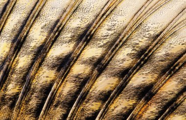 Balık yüzgeci yakın çekim