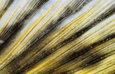 Balık yüzgeci yakın çekim