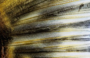 Balık kuyruk yüzgeci yakın çekim