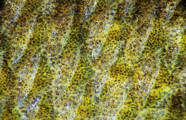 Balık skalası yakın çekim