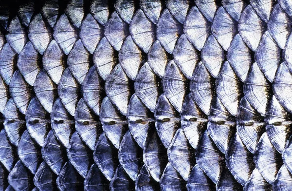 Fish scale close-up