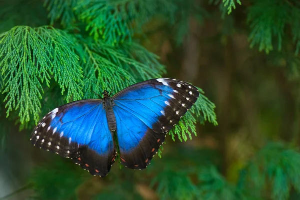 Peleides Blue Morpho butterfly — Stock Photo, Image
