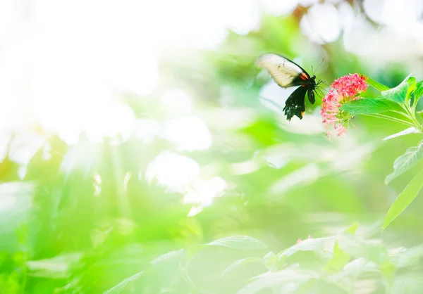 Tropical butterfly feeding on a Star flower — Stock Photo, Image