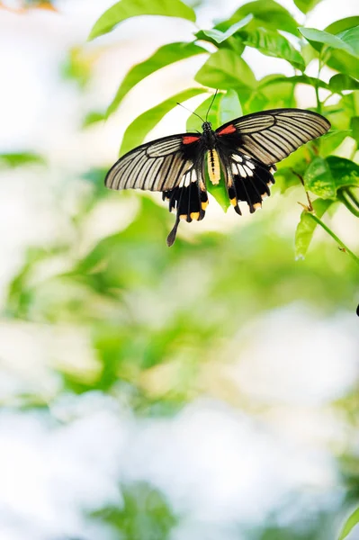 Tropical butterfly resting on plant leaf — Stock Photo, Image