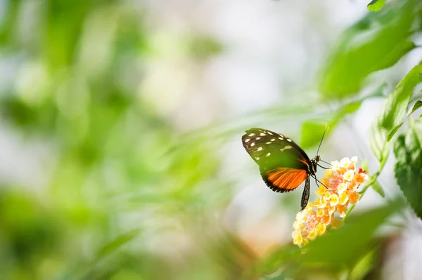 꽃에 헬리코니우스 나비 — 스톡 사진
