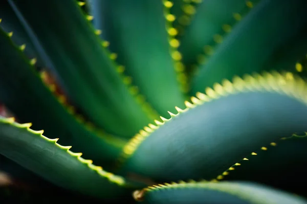 Aloe yaprakları