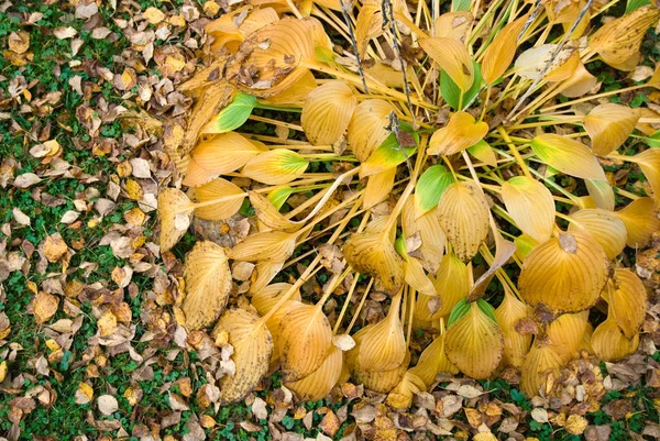 Folhas de outono Hosta — Fotografia de Stock