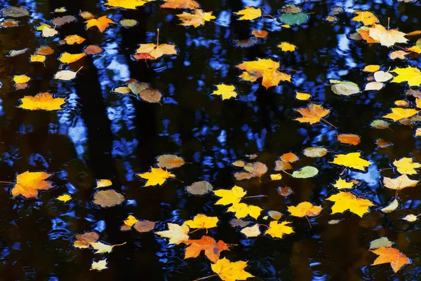 Autumn leaves floating on water — Stock Photo, Image